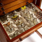 19th Century Butterfly Collection