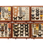 19th Century Butterfly Collection