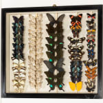 Set of Nine 19th Century Specimen Butterfly Collection Boxes