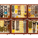 19th Century Butterfly Collection