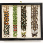 Set of Nine 19th Century Specimen Butterfly Collection Boxes