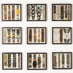 Set of Nine 19th Century Specimen Butterfly Collection Boxes