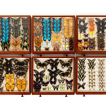 19th Century Butterfly Collection
