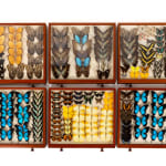 19th Century Butterfly Collection