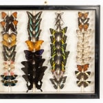 Set of Nine 19th Century Specimen Butterfly Collection Boxes