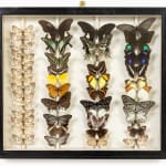 Set of Nine 19th Century Specimen Butterfly Collection Boxes