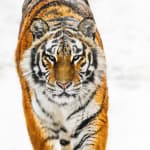 David Yarrow, The Pack