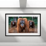 David Yarrow, The Pack