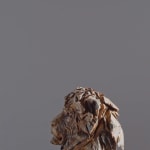 Jurgen Lingl, Sitting Leopard
