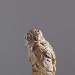 Jurgen Lingl, Sitting Leopard