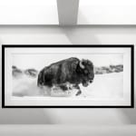 David Yarrow, Welcome To The Jungle