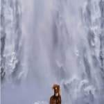 David Yarrow, Welcome To The Jungle