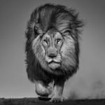 David Yarrow, Welcome To The Jungle