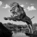 David Yarrow, Welcome To The Jungle