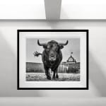 David Yarrow, Welcome To The Jungle
