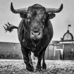 David Yarrow, Welcome To The Jungle