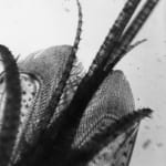 Eli Lotar, Anémone, 1929