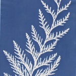 Auteur Inconnu, Plant Photogram, c. 1900