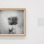 Tanja Ostojić, Personal Space , 1996