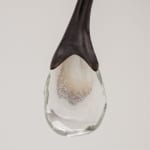 Irene Cattaneo, animaux sauvages et volupteux / Wild and voluptuous animals, 2025