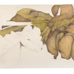 Sarah Graham, Musa acuminata (paper) I, 2025