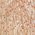 Fumi Imamura, One flower (花ひとつ), 2024