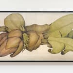 Sarah Graham, Musa acuminata (paper) I, 2025