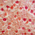 Fumi Imamura, One Flower (Red Flower), 2024