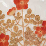 Fumi Imamura, One flower (花ひとつ), 2024