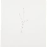 Michael Landy, Common Toadflax, 2002