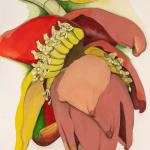 Sarah Graham, Musa acuminata (canvas) III, 2025