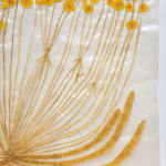 Fumi Imamura, One flower (花ひとつ), 2024