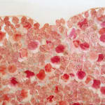 Fumi Imamura, One Flower (Red Flower), 2024
