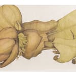 Sarah Graham, Musa acuminata (paper) I, 2025