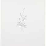 Michael Landy, Common Toadflax, 2002
