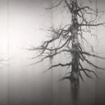 Yuichiro Sato, Old Birch, 2018