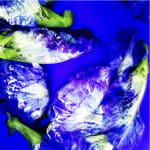 00054 Blue Pea Flower (Clitoria ternatea)
