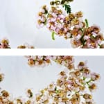 00023 Achillea millefolium (Yarrow)