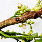 Karamū (Coprosma robusta) , 2020