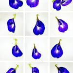 00053 Blue Pea Flower (Clitoria ternatea , 2020