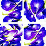 00055 Blue Pea Flower (Clitoria ternatea)