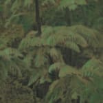 Xie Fan, Landscape · Alsophila Spinulosa, 2023