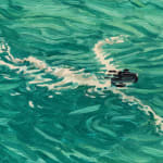 Claudia Keep, July 1st, 12:55 PM, Swimmer, 2024