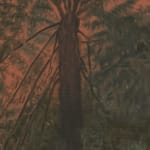 Xie Fan, Landscape · Alsophila Spinulosa, 2023