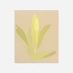Manuel Stehli, Untitled (Tulip 3), 2023