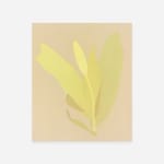 Manuel Stehli, Untitled (Tulip 3), 2023