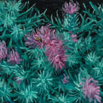 Claudia Keep, Thistles on 2nd Avenue, 2024