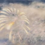 Fawn Rogers, Comet Tail #3, 2022