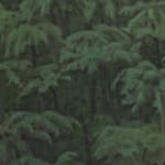 Xie Fan, Landscape · Alsophila Spinulosa, 2023