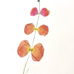 detail image of Marilla Palmer "Soft Iris and Peony"